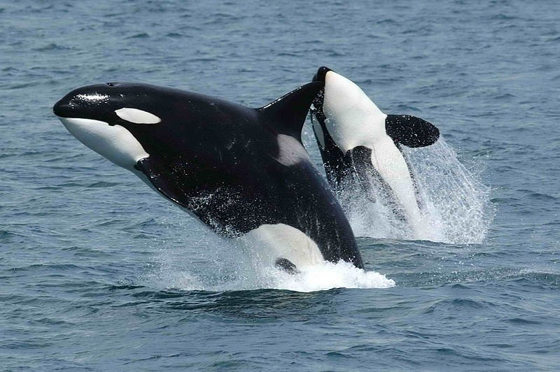 Killer Whale Mom Who Carried Dead Baby for 17 Days Across 1,000 Miles of Ocean Gives Birth to New Calf