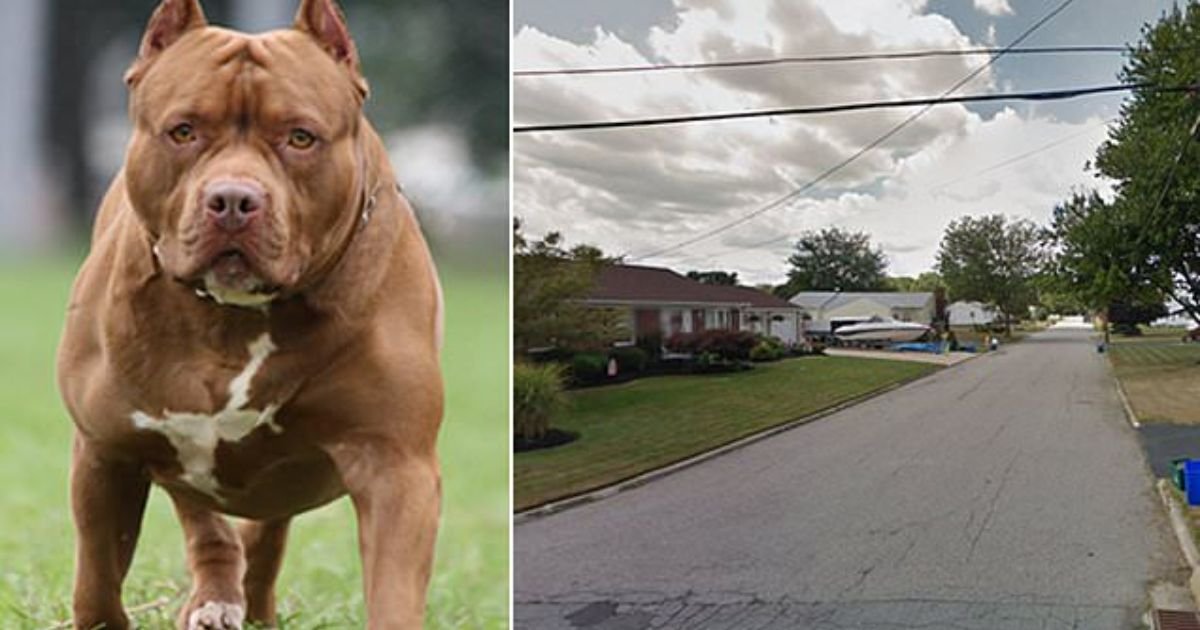 Ohio Boy, 6, Savaged by Pit Bull After Mom ‘Cuffed Hands and Feet As Punishment’