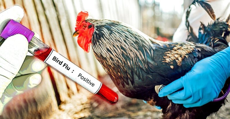 First Bird Flu Related Human Death in US Reported In Louisiana