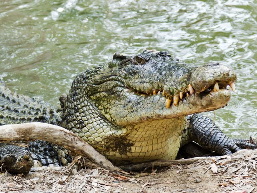 5-Year-Old Girl Crushed To Death By Crocodile In Savage Attack While Bathing in Lake