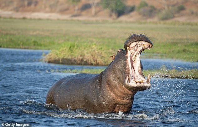 Husband Watches In HORROR As Hippo Mauls Wife to Death On African Safari Tour