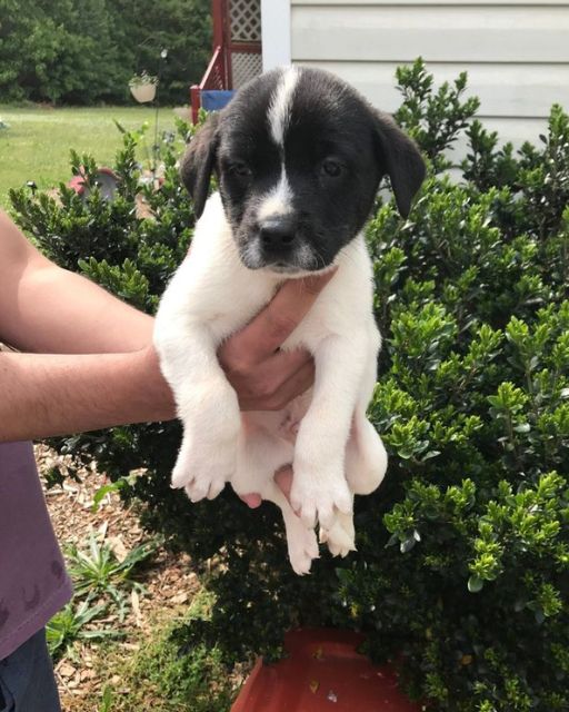 WE KEPT HEARING STRANGE NOISES OUTSIDE—AND WHEN WE FINALLY CHECKED, THIS IS WHAT WE FOUND