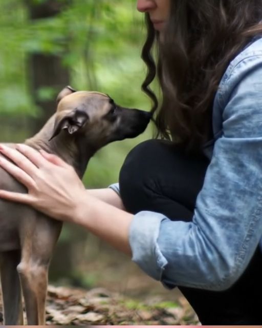 Three Years After My Brother Vanished, A Stray Dog Led Me To Something That Changed Everything
