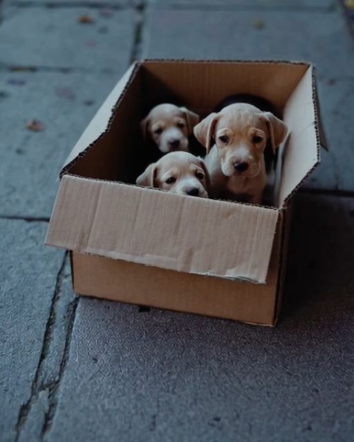 He Had No Home, No Family—But When He Found A Box Of Whimpering Puppies In The Rain, He Gave Them Everything He Had Left
