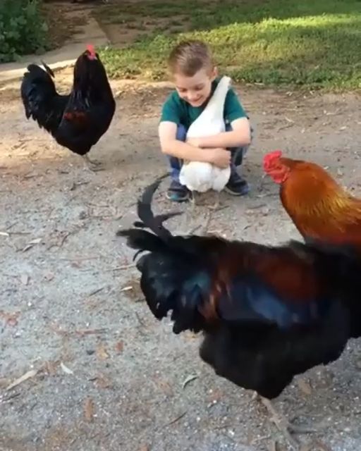 Everything Was Fine—Until He Picked Up That One Chicken