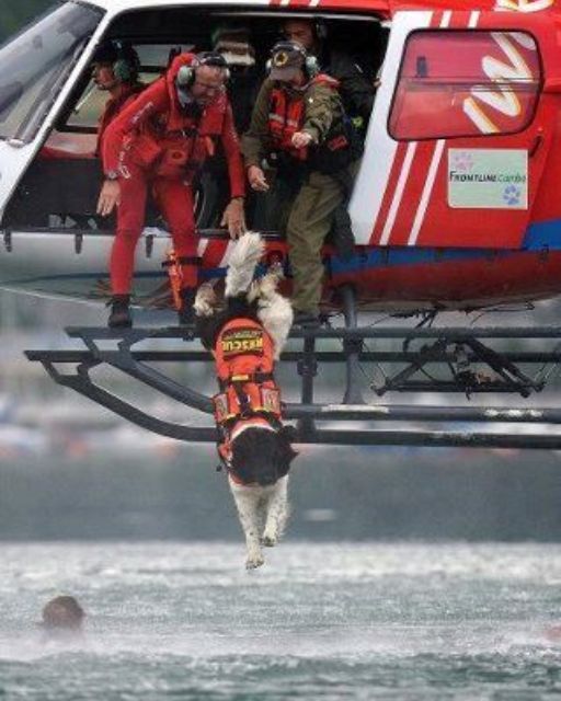 A Rescue Dog Jumped From a Helicopter—And Then I Realized Who They Were After