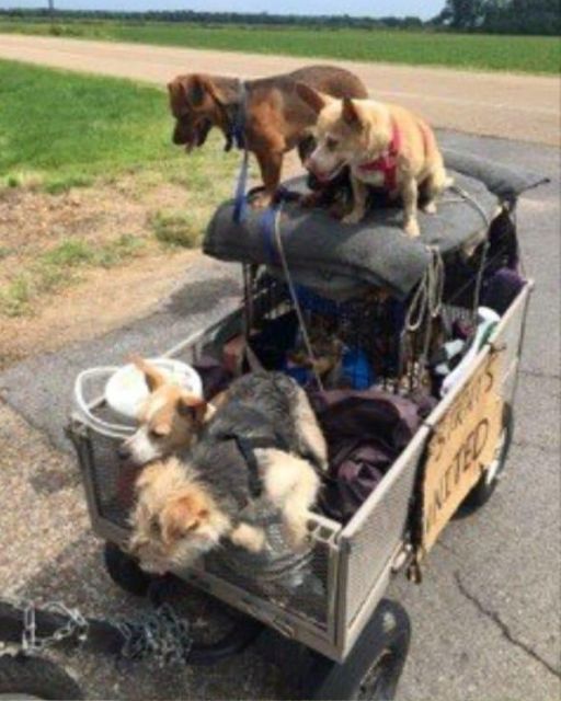A Woman Confronted A Homeless Man With A Cart Full Of Stray Dogs—But She Didn’t Expect This Response