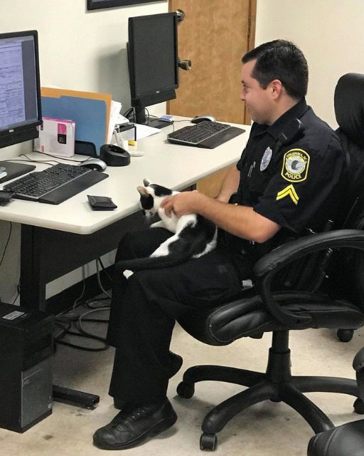 I Called The Police About A Suspicious Noise—And They Found A Cat That Changed Everything