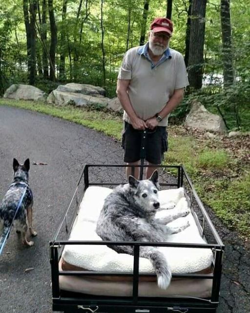 I Asked Why He Wouldn’t Put His Dog Down—And His Answer Haunts Me