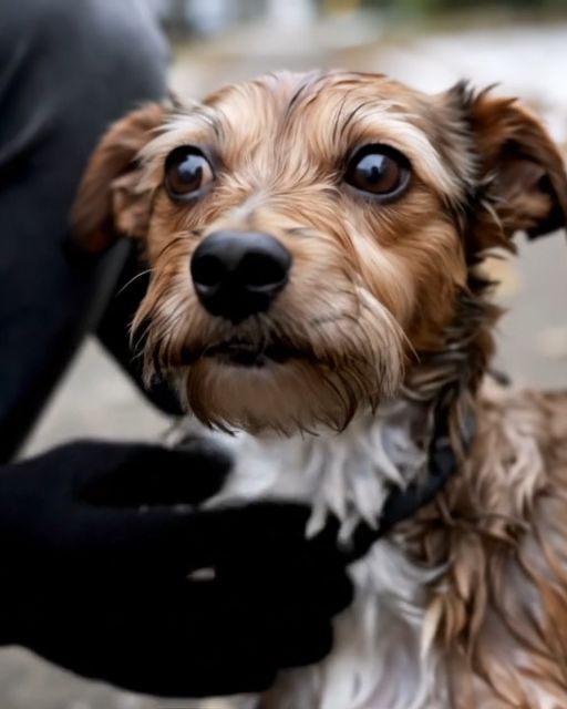 We Were Driving Past a Trash Pile When Something Moved—And Looked Straight at Us