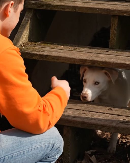 The Dog Wouldn’t Stop Barking—Until He Led Us to the Child