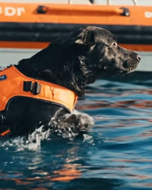 Our Rescue Dog Jumped Ship—But Not for Nothing