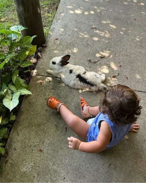 She Saw A Rabbit On The Sidewalk—And Just Like That, Our Mornings Stopped Being Normal