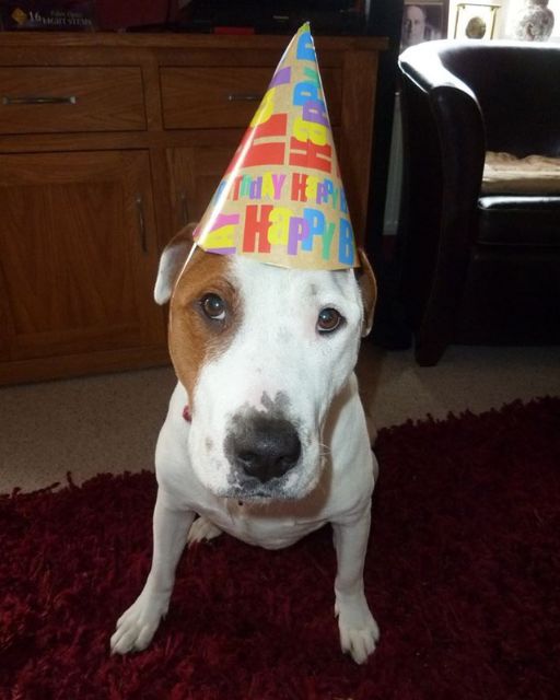 I Threw A Birthday Party For My Dog—And One Guest Ruined The Whole Thing
