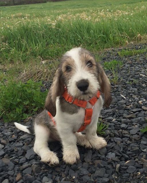 My Uncle Left This Puppy In Our Yard—And My Cousin Swears It’s The Exact Same Dog From 1998
