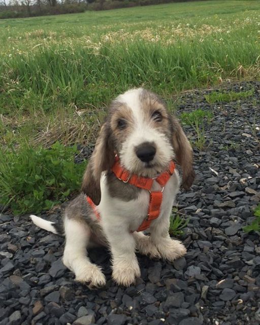 My Uncle Left This Puppy In Our Yard—And My Cousin Swears It’s The Exact Same Dog From 1998