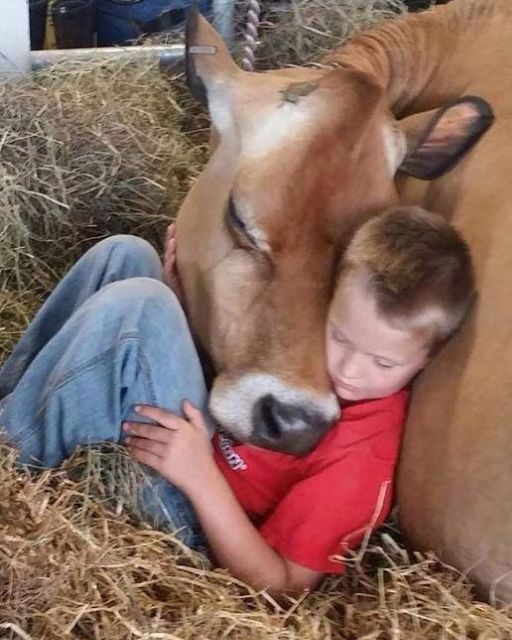 MY LITTLE BROTHER WON’T SLEEP IN HIS BED — HE SAYS THE COW KNOWS THE TRUTH