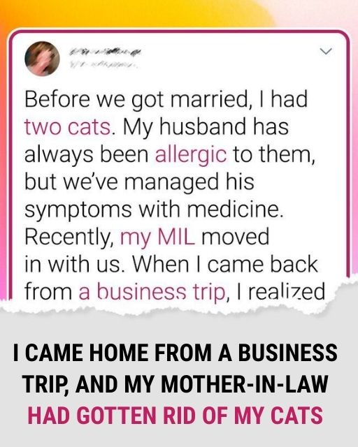 I Came Home From A Business Trip, And My Mother-In-Law Had Gotten Rid Of My Cats