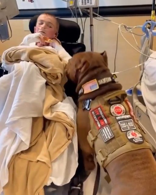 The Dog That Brought Him Back