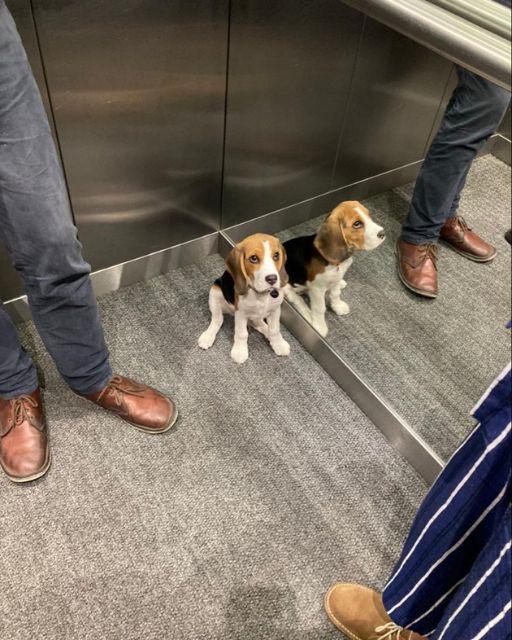 The Puddle On The Elevator Floor