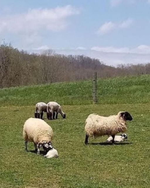 Two Ewes. Two Lambs. A Silent Exchange of Sorrow and Grace