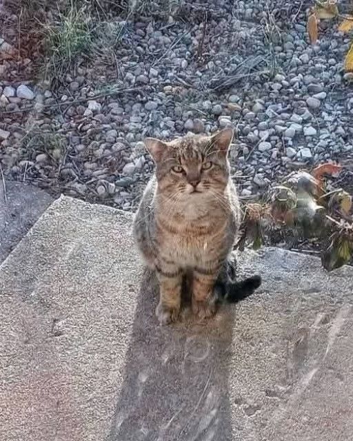 Bob: The King of the Porch