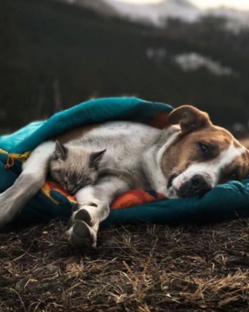 Henry and Baloo: A Bond Beyond Species