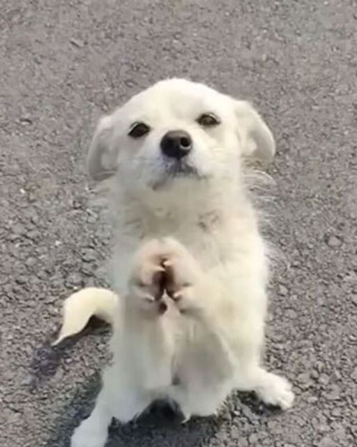 The Stray Dog’s Silent Guide: Leading Rescuers to a Hidden Secret That Left Everyone Smiling