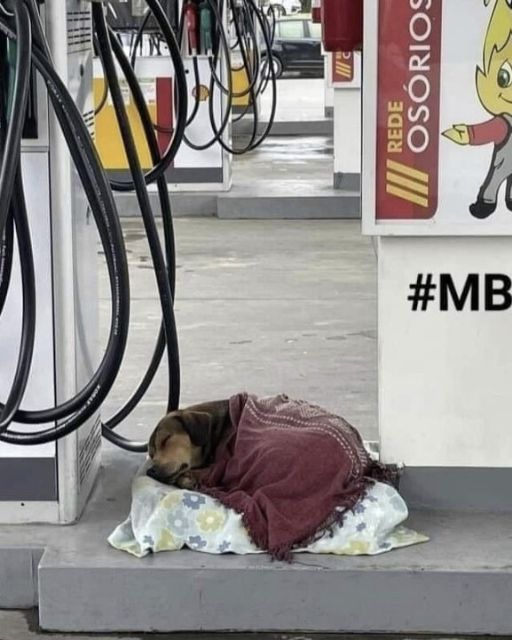 From Stray to Family: The Worker That Saved a Lonely Dog and United a Community