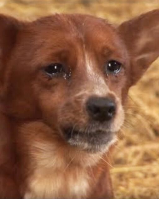 Rookie and the Gentle Cow: A Story of Unlikely Friendship