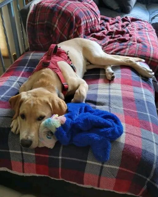 A Second Chance: Jax’s Journey From Fear to Family