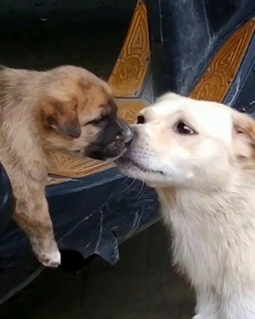 A Mother’s Heartbreaking Goodbye