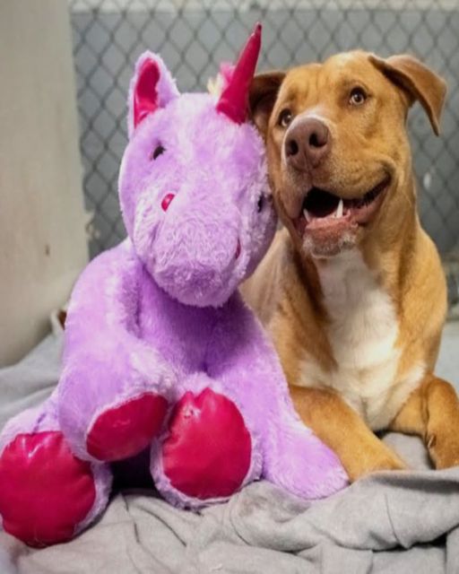 The Dog Who Stole A Unicorn And Found A Family