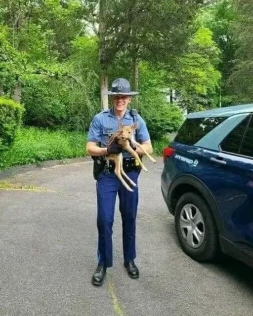 The Day A Fawn Stopped Traffic And Changed A Life