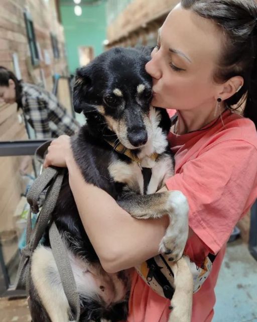 The Secret Behind The Shelter Dog’s Tag