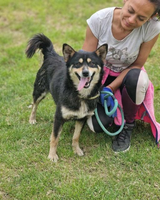 The Dog Who Remembered
