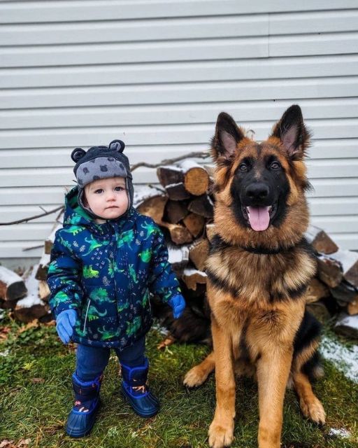 My Nephew Wouldn’t Speak For Months—Until The Dog Did Something In The Woods