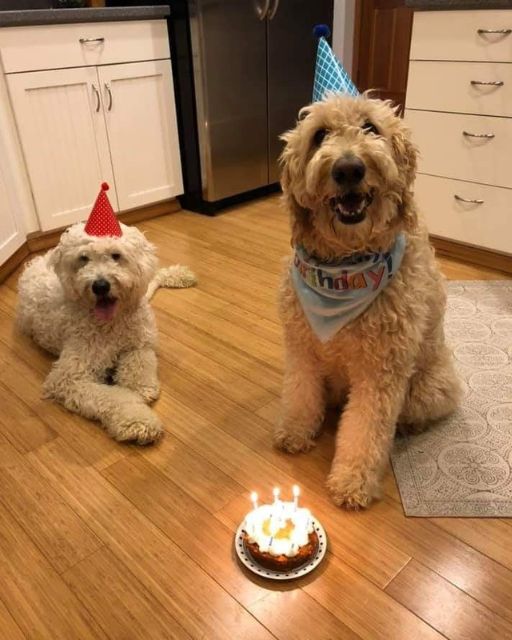 We Celebrated My Dog’s 7th Birthday—But The Candle Count Wasn’t Our Doing