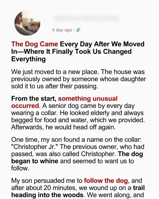 The Dog Came Every Day After We Moved In-Where It Finally Took Us Changed Everything