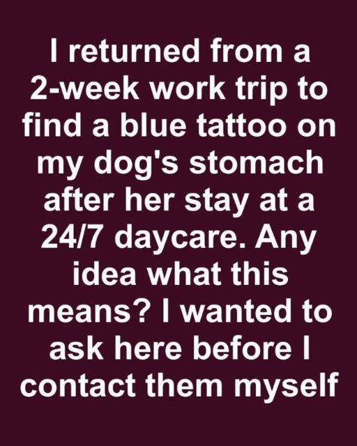 I Returned From A 2-Week Work Trip To Find A Tattoo On My Dog’s Stomach—Now I’m Reconsidering Everything About That Kennel