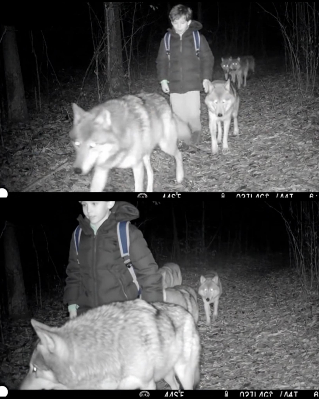 The Wolves Who Watched Over Tommy