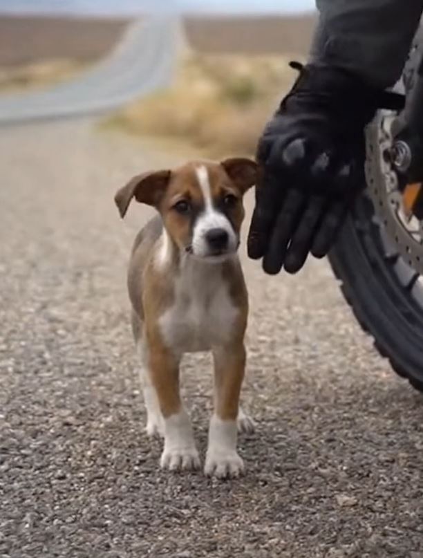 He Kept Whining In My Backpack—Until I Found What He’d Hidden Under The Bridge