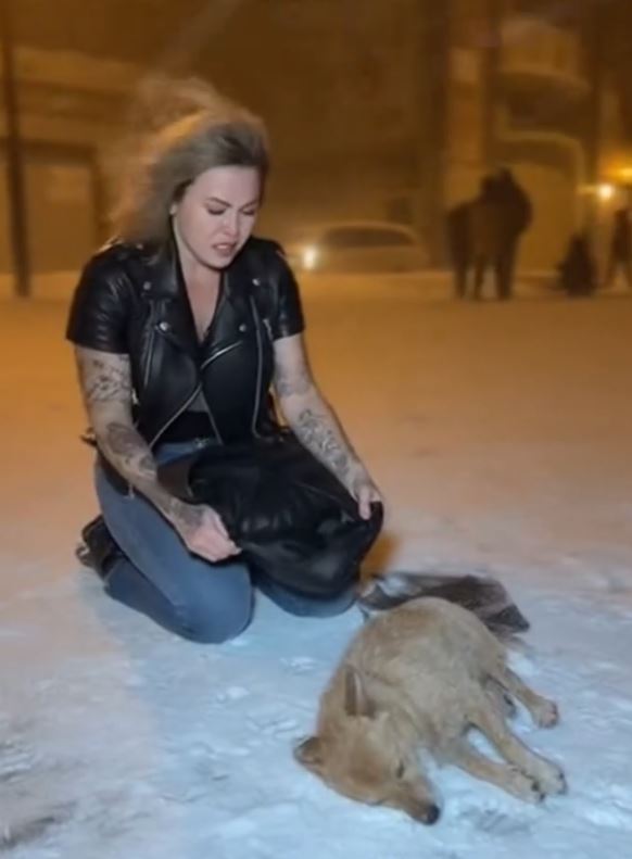 The Dog Crawled Toward Him—But What Was Behind It Changed Everything