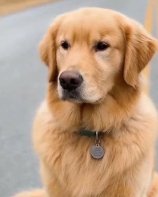 He Thought He Was Rescuing A Dogโbut The Tag Revealed A Heartbreaking Final Wish