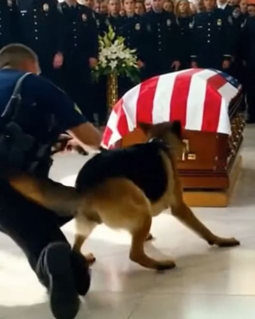 They Tried To Remove The Dog From The Coffin — But What Fell From The Officer’s Uniform Stopped Them Cold.
