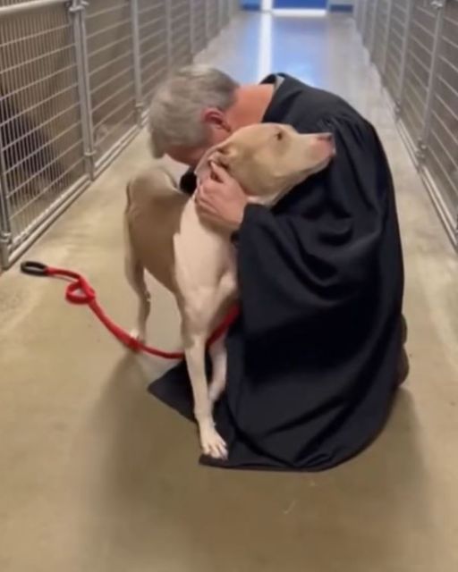 Judge Visits Abused Dog From His Own Case — The Animal’s Reaction To Him Silences The Room