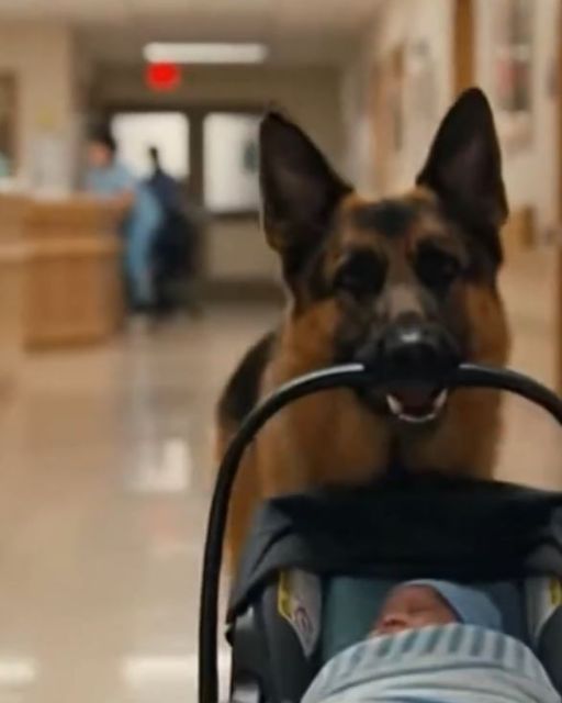 A German Shepherd Walks Into The Er With A Bundle — What The Nurse Finds Inside Makes Her Scream