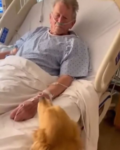 The Lost Dog Wouldn’t Leave The Dying Man. Then We Saw The Owners’ Address.