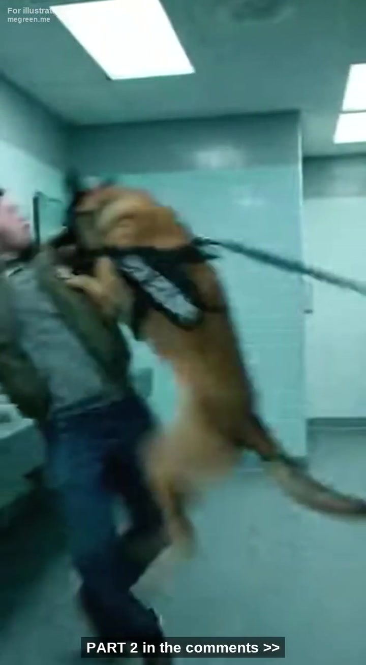 My K9 Partner Went Berserk At The Airport Bathroom Door – I Ignored Orders To Stop Him, And What We Found Inside Shattered Me