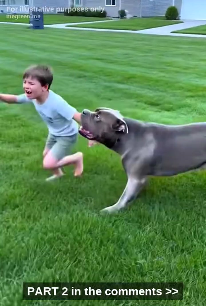 My Neighbors Were Screaming For Me To Kill The Rescue Dog I Loved As He Dragged My Seven-Year-Old Son Across The Grass